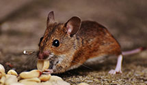 tree-injection-for-pest-control Experts in Fairlawn